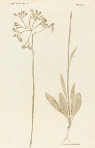 hieracium Cymosum by Johann Hieronymus Kniphof