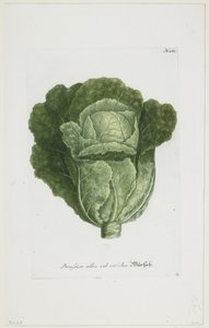 Phytanthoza Iconographia