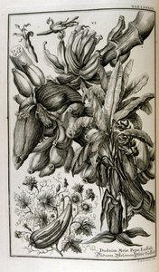 Mandrake ve kavun dahil İncil bitki ve meyveler