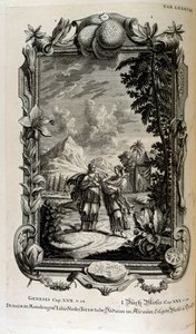 Mandragora bitkisi. Genellikle mandrake olarak bilinir