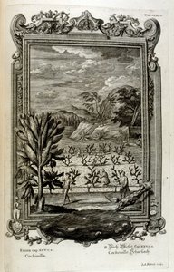 kaktüs yetiştirmek by Johann Jakob Scheuchzer