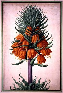 Nassau Florilegium