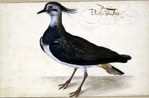 Bir Lapwing Çalışması