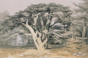 Lübnan Sedirleri. Bernatz ve diğerleri tarafından gravür - Steinkopk J.F. Editör