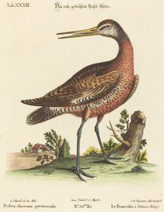 Fedoa Americana, göğüs kabartması by Johann Michael Seligmann after George Edwards