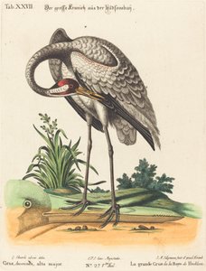 Grus Americana, yüksek majör by Johann Michael Seligmann after George Edwards