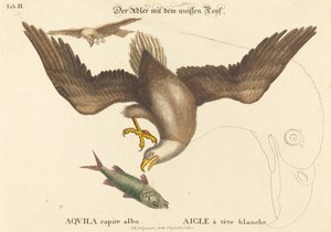 Kel Kartal (Falco leucocephalus) by Johann Michael Seligmann after Mark Catesby