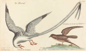 Tropik Kuş (Phaeton aethereus) by Johann Michael Seligmann after Mark Catesby