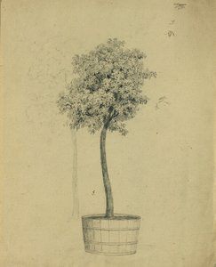 Bir saksıdaki fidan çalışması by Johann Peter Krafft