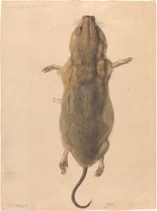 Yukarıdan Bir Tarla Faresi by Johann Rudolph Schellenberg