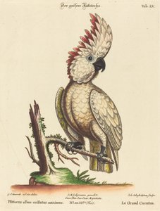Beyaz Tepeli Papağan by Johann Sebastian Leitner after George Edwards