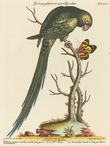 Daha uzun kuyruklu daha küçük yeşil papağan by Johann Sebastian Leitner after George Edwards