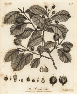 Avrupa Kayını veya Ortak Kayın, Fagus sylvatica.