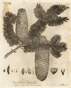 Avrupa gümüş köknar, Abies alba.