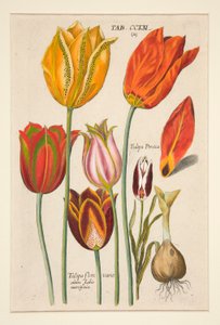 Yeni Florilegium, yani Variorum