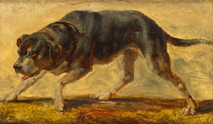 köpek çalışması