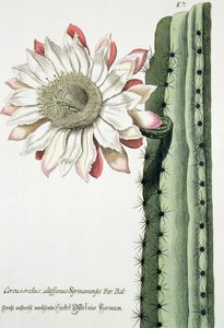 Phythanthoza Iconographica