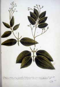 Cinnamomum Zeylanicum (Ceylon Cinnamomum) - J.W. Weinmann