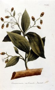 Tarçın - Herbier