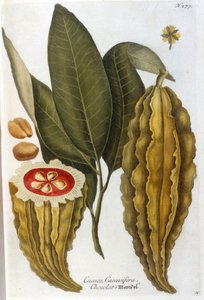 Kakao - Herbier