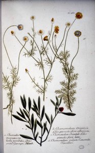 Birkaç Chamaemelum türü (papatya) - 1737