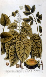 Smyrnium Cretium perfoliatum - Maceron de Crete veya Maceron perfolia. J. W. Weinmann