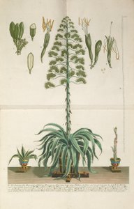 Aloe Americana folyo Mucronato