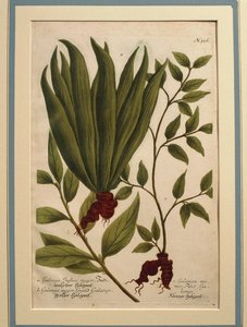 Büyük Galangal (Alpinia galanga), Galanga Indica majör ve Galanga majör, renkli gravür