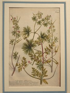 Herb Robert (Sardunya robertianum), renkli gravür