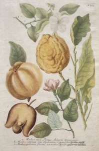 Phytanthoza ikonografisi: No. 703.