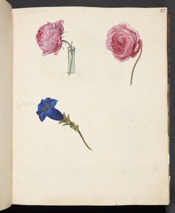 Pembe gül ve mavi çiçek çalışması by Johanna Fosie
