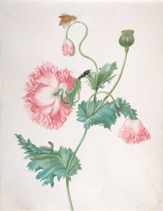 Tırtıl, Pupa ve Kelebek ile Çiçeklenmenin Üç Aşamasında Bir Gelincik, 17. Yüzyılın Sonu - 18. Yüzyılın Başı by Johanna Helena Graff