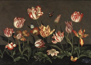 Nature morte avec des tulipes - Laleli Natürmort, Bosschaert, Johannes (yaklaşık 1610-ca. 1650). Ahşap üzerine yağ. Boyut : 46x64 cm. Ulusal Müze Stockholm by Johannes Bosschaert