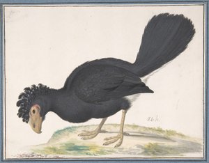 Bir Kara Curassow, n.d.. by Johannes Bronckhorst