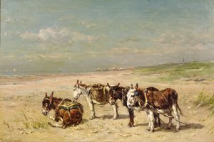Donkeys on the Beach 