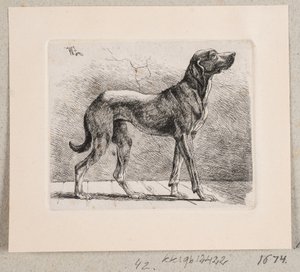 Ayakta duran bir köpek