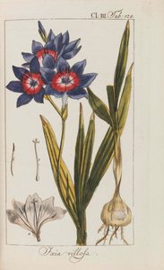 Güzel ve nadir bitkilerin seçimi, 1795-1798. by Johannes Zorn