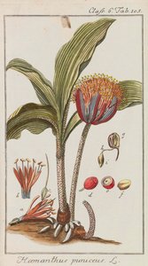 Güzel ve nadir bitkilerin seçimi, 1795-1798. by Johannes Zorn