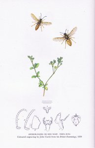 Anchor Faced veya Red Wasp, İngiltere