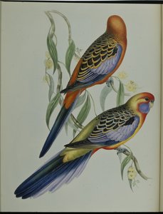 Adelaide Parakeet (Platycercus Adelaidiae) (el renginde taş) by John (after) Gould
