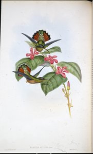 Müttefik Hermit (Glaucis affinis) (el boyaması taş) by John (after) Gould