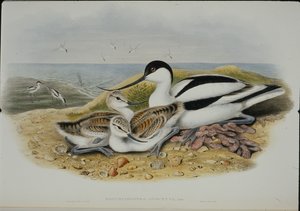 Avocet (Recurvirostra Avocetta) (el boyaması taş) by John (after) Gould