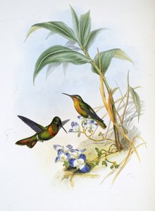 Bantlı Yakut (Clytolaema Aurescens) (el renginde taş) by John (after) Gould