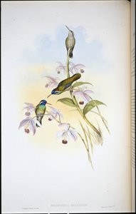 Kara kulaklı Sinek kuşu (Heliopaedica Melanotis) (el boyaması taş) by John (after) Gould
