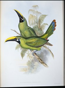 Kara boğazlı Oluk gagalı Toucan (Aulacoramphus Atrogularis) (el renginde taş) by John (after) Gould