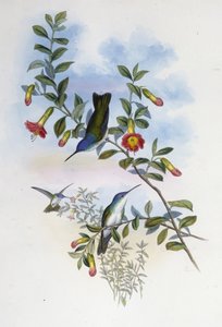 Mavi boyunlu Azure Taç (Cyanomyia Cyanocollis) (el renginde taş) by John (after) Gould