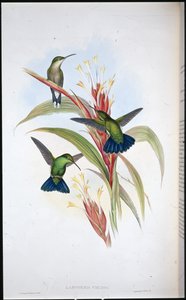 Mavi kuyruklu Mango sinek kuşu (Lampornis Viridis) (el renginde taş) by John (after) Gould