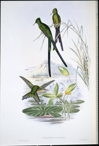 Mavi kuyruklu Sylph (Cynanthus Cyanurus) (el renginde taş) by John (after) Gould