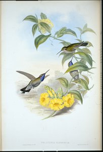 Mavi boğazlı Cazique (Delattria Clemenciae) (el renginde taş) by John (after) Gould