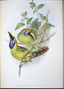 Mavi boğazlı Oluk gagalı Toucan (Aulacoramphus Caeruleogularis) (el renginde taş)